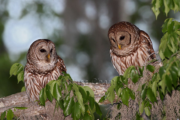 Barred Owl © Russ Chantler